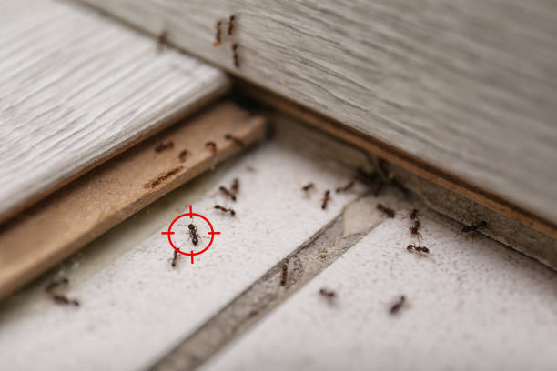 Best Flea Control Services  in Lake Mathews, CA
